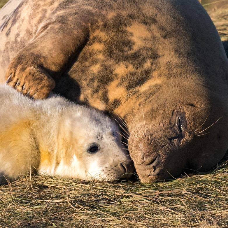 Grey Seal