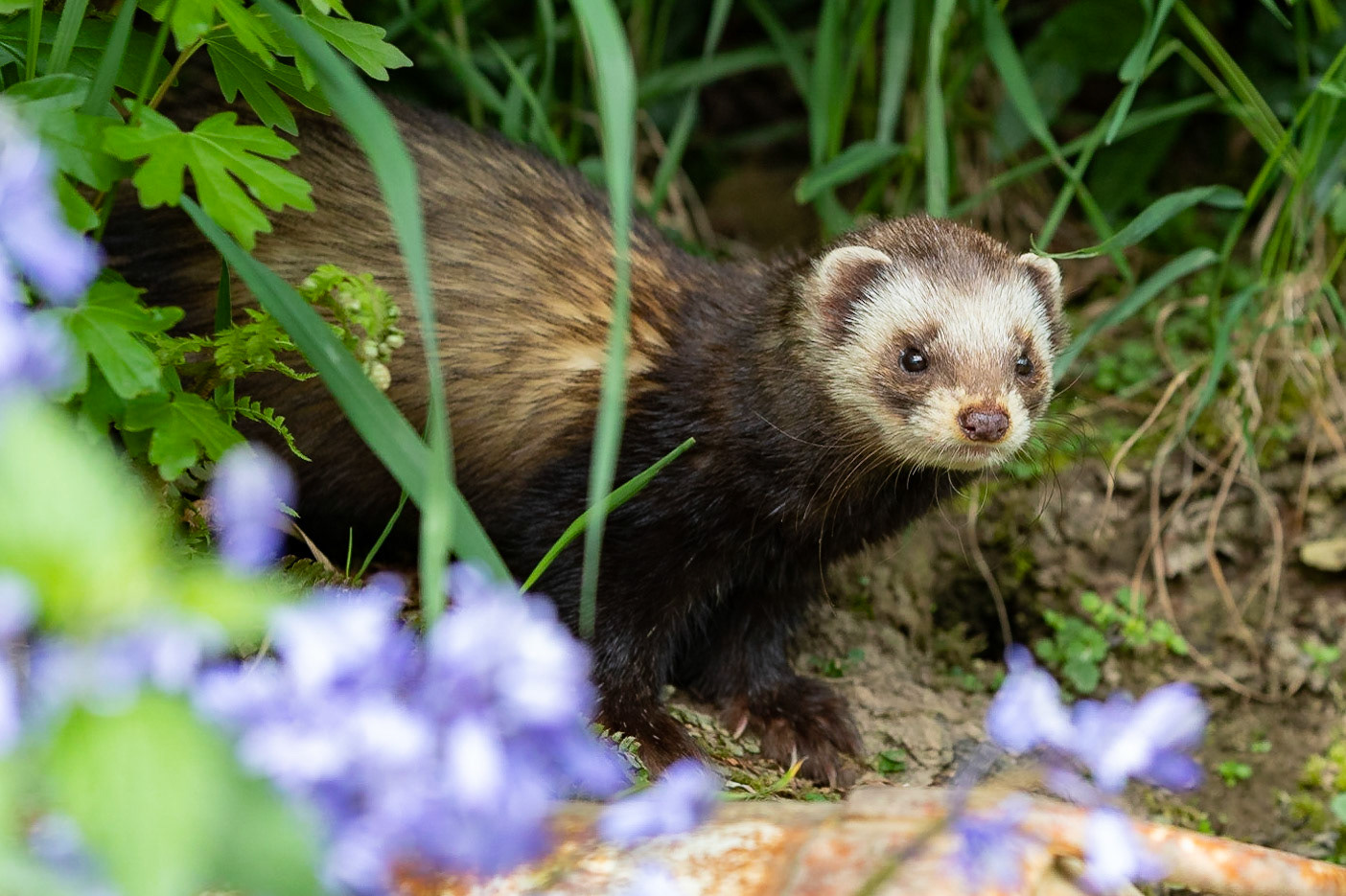 Polecat