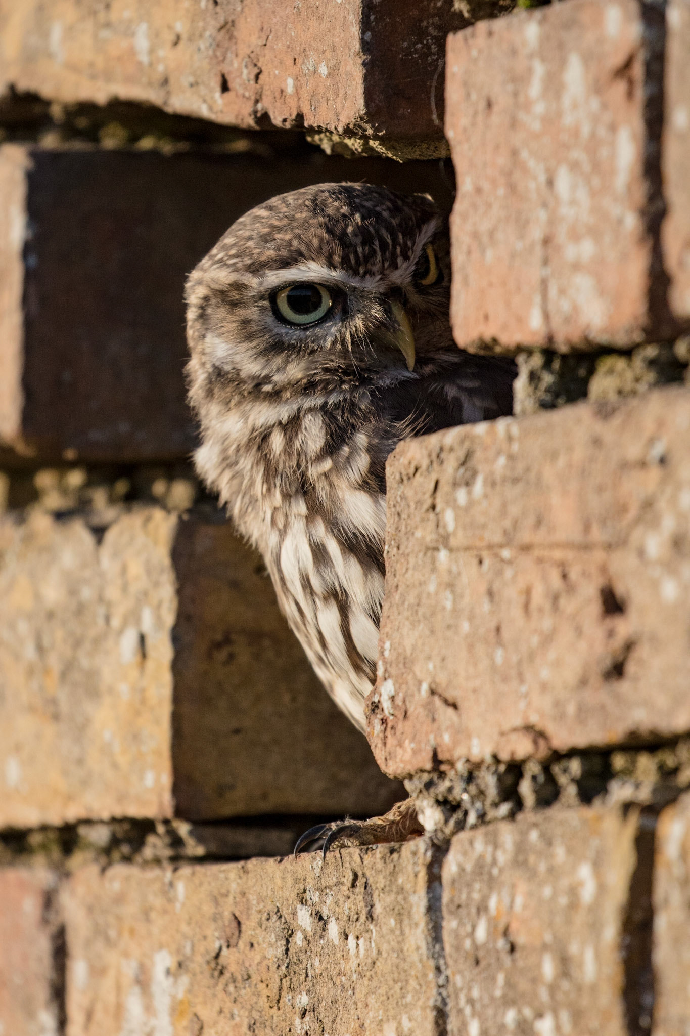 Little Owl