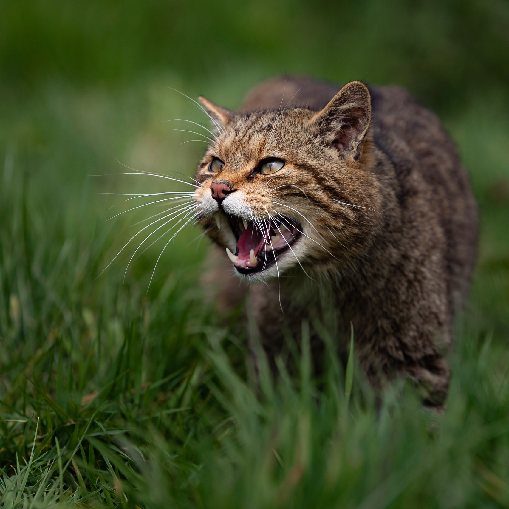 Scottish Wildcat