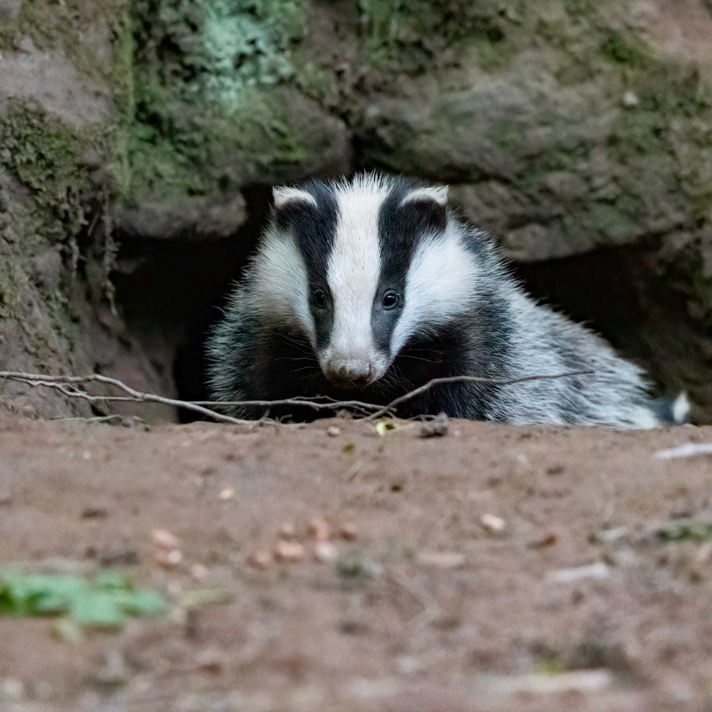 Badger Cub