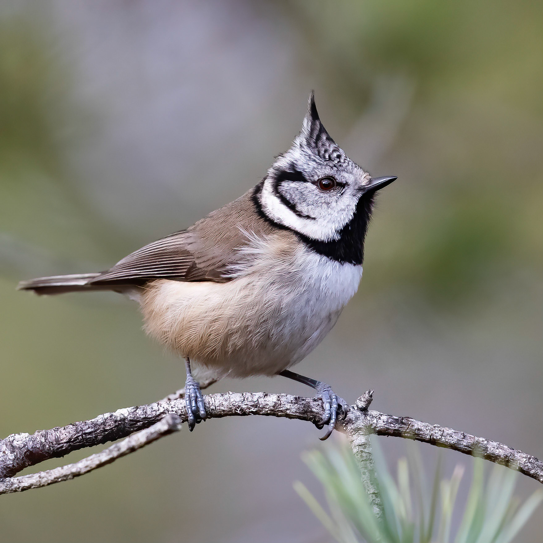 Crested Tit