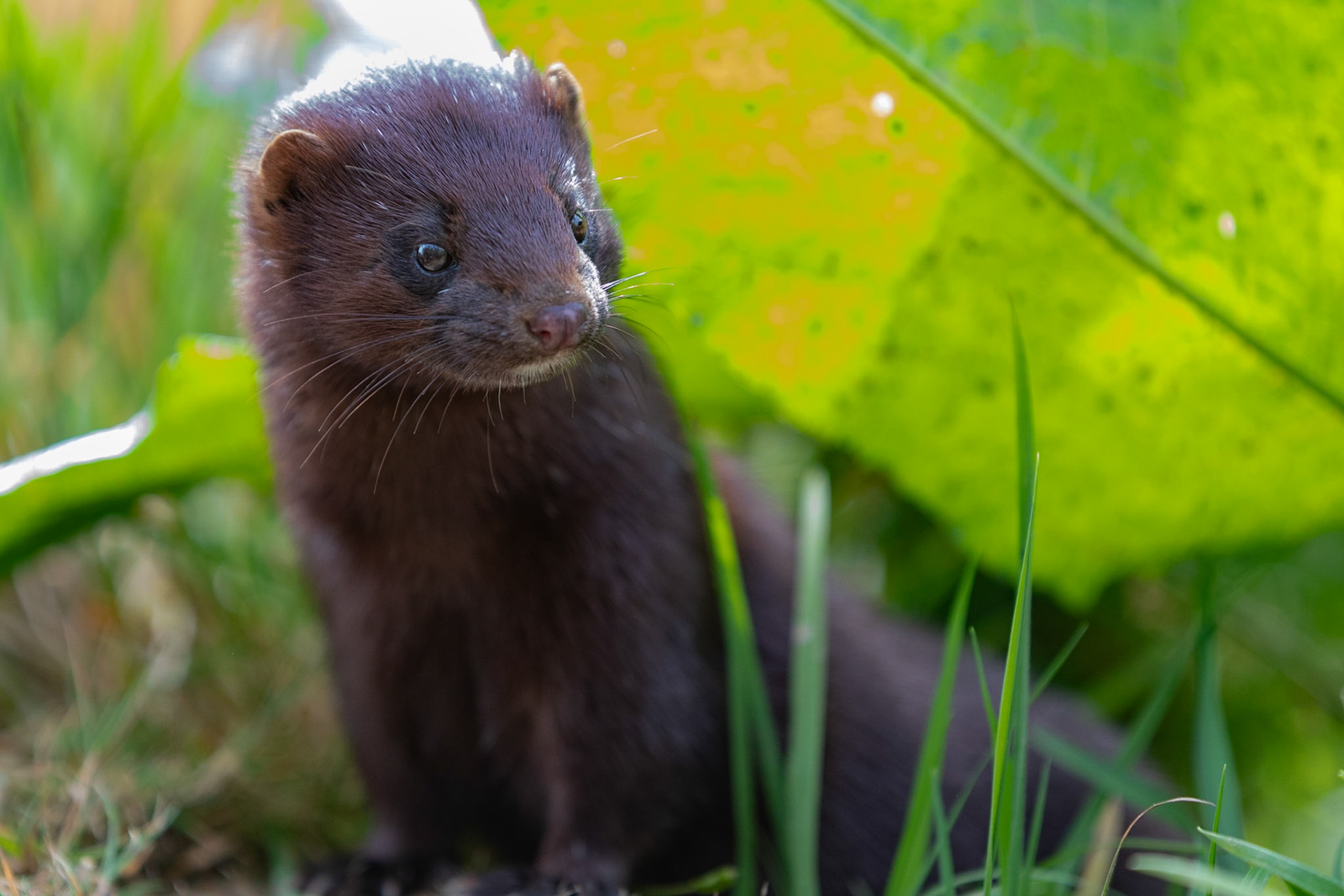 American Mink