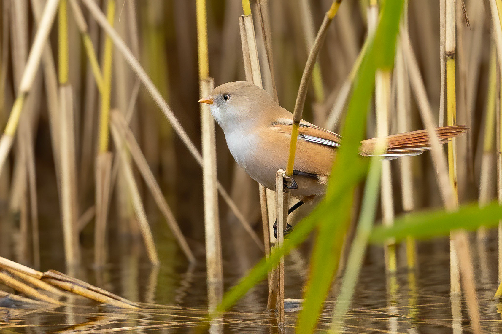Bearded Tit