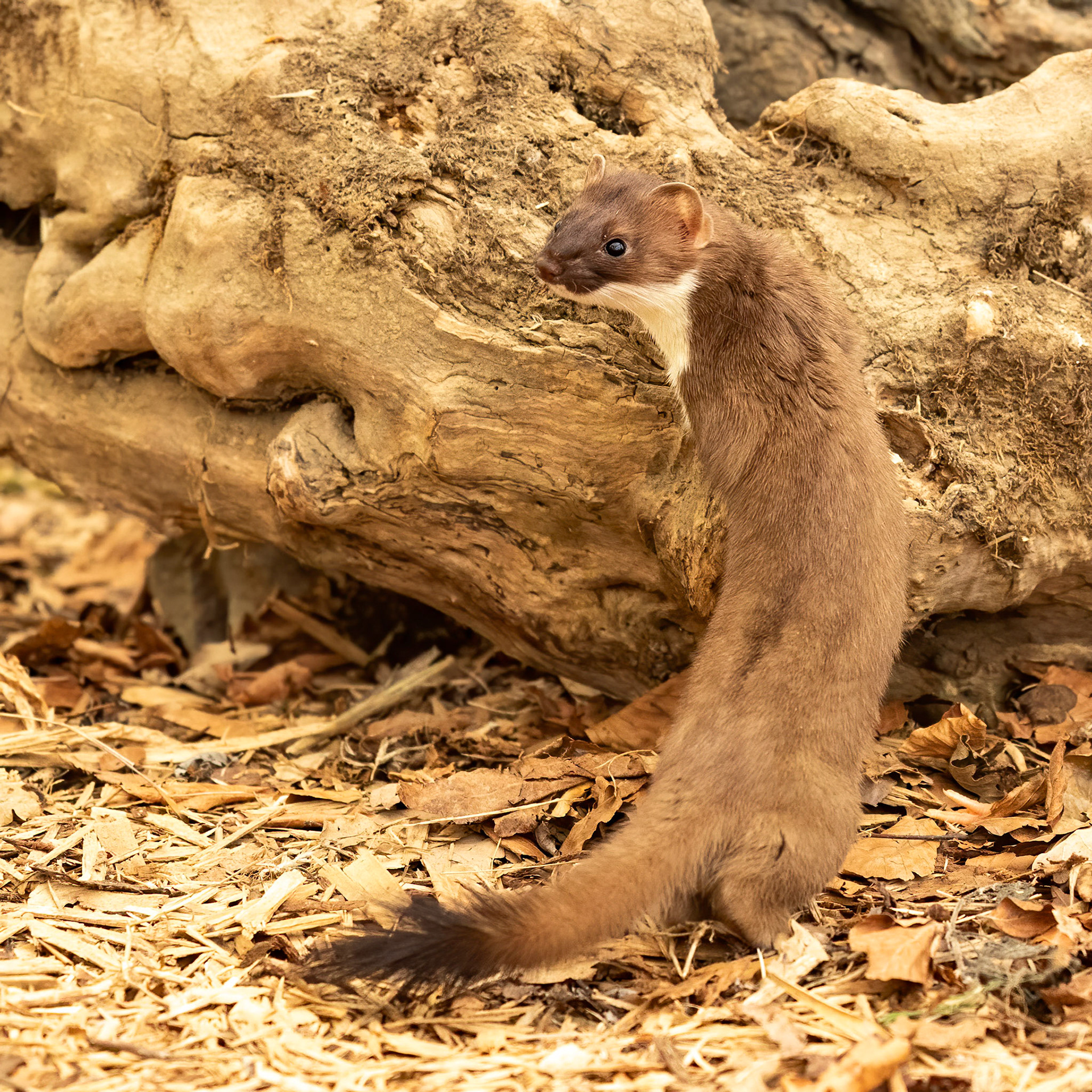 Stoat