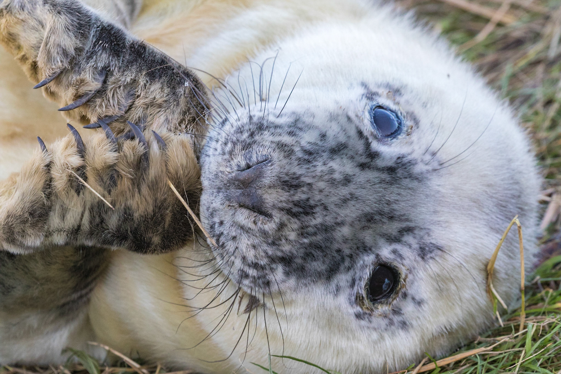 Grey Seal Pup