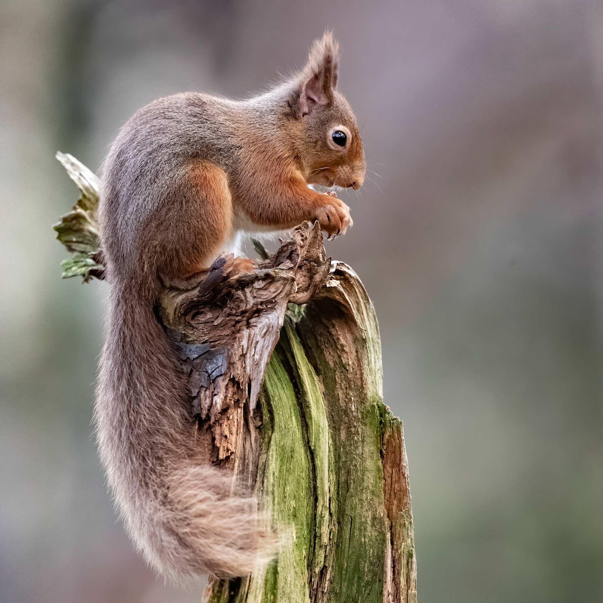 Red Squirrel