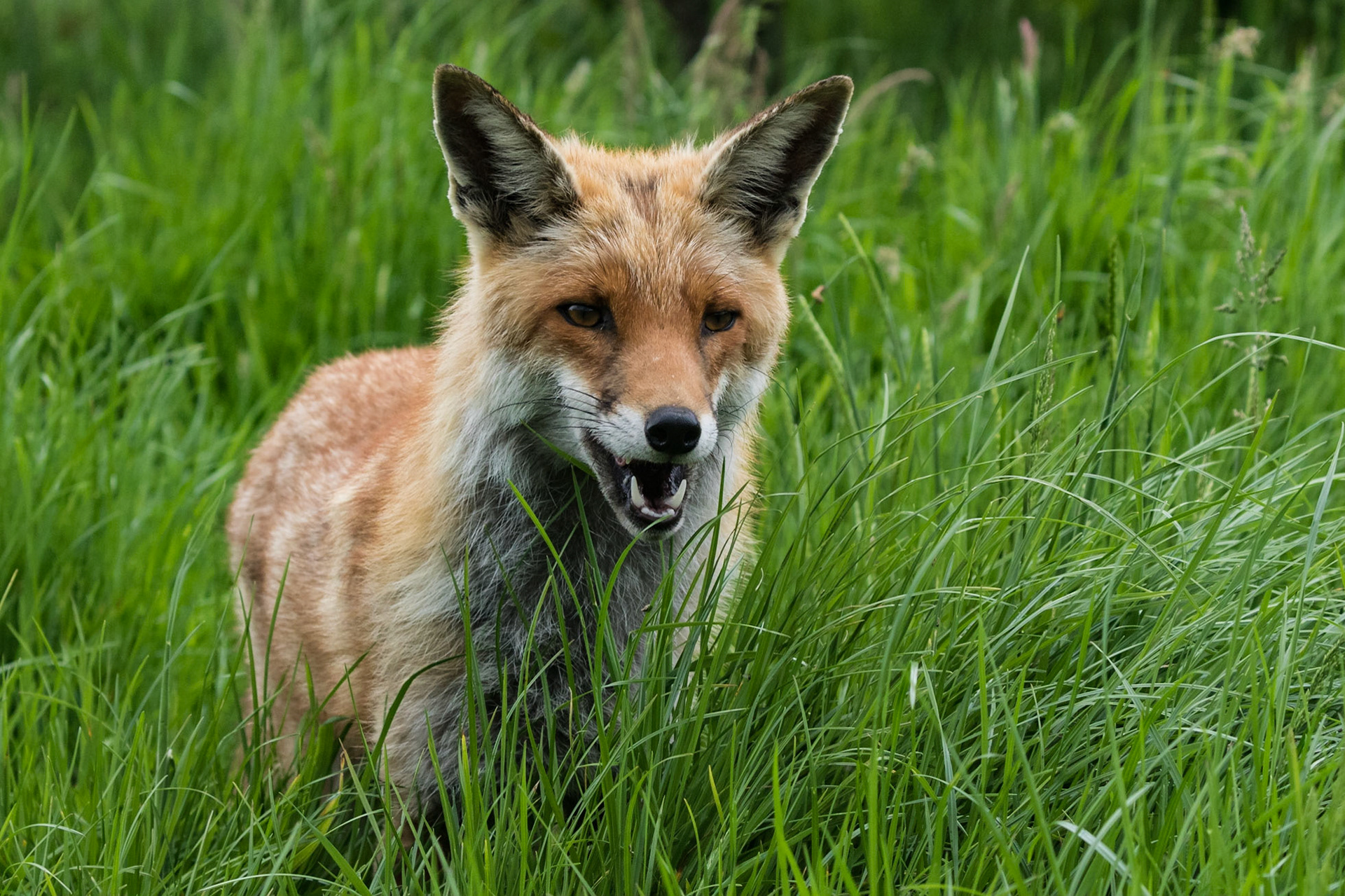 Red Fox