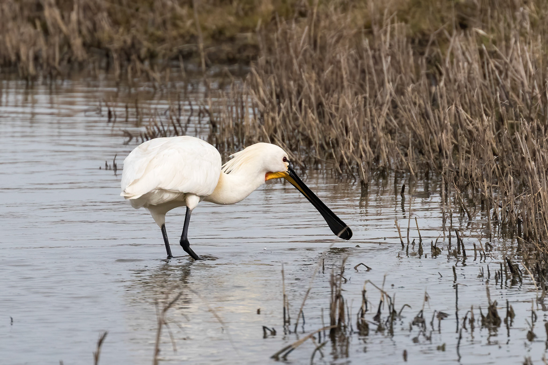 Spoonbill