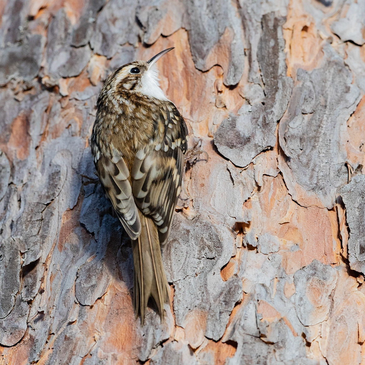 Treecreeper