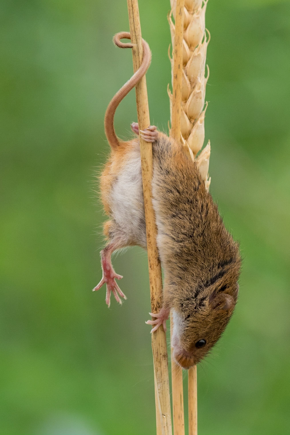 Harvest Mouse
