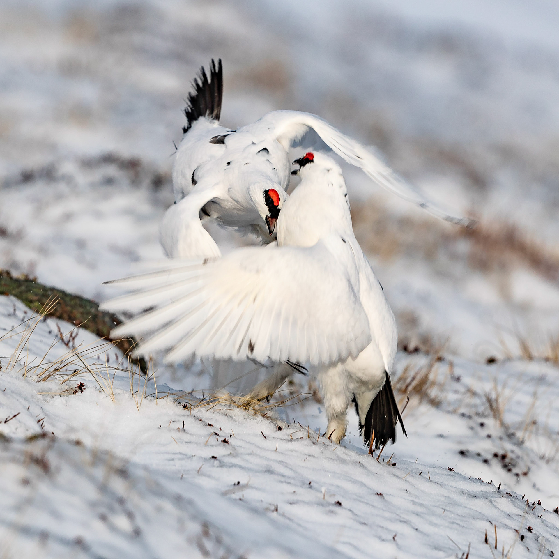 Duelling Ptarmigans