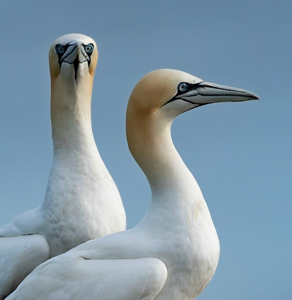 Gannet