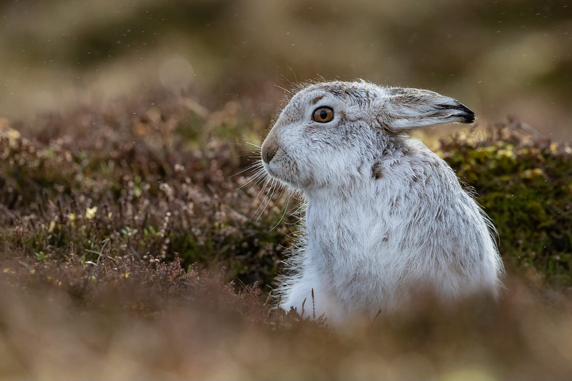 Mountain Hare