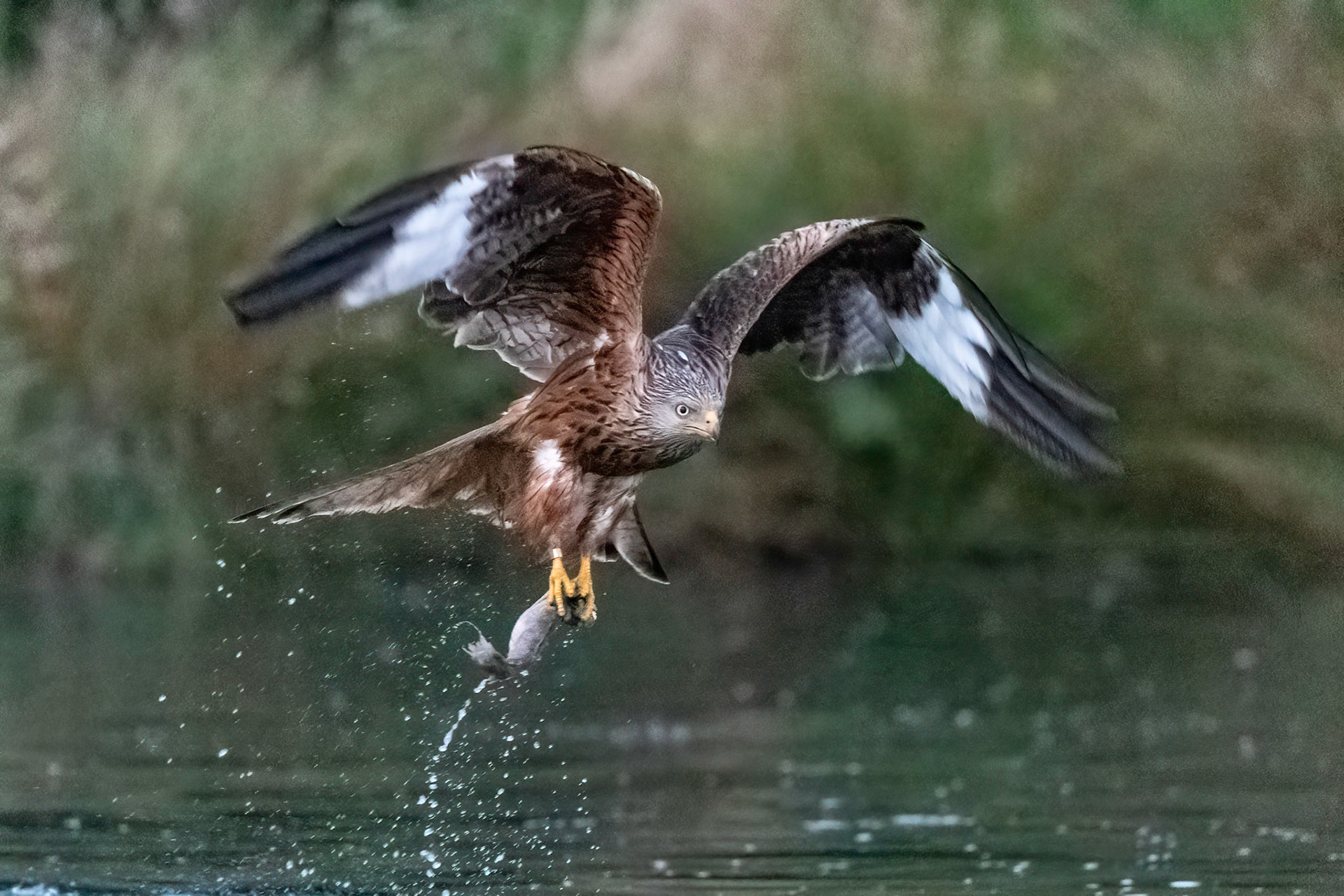 Red Kite