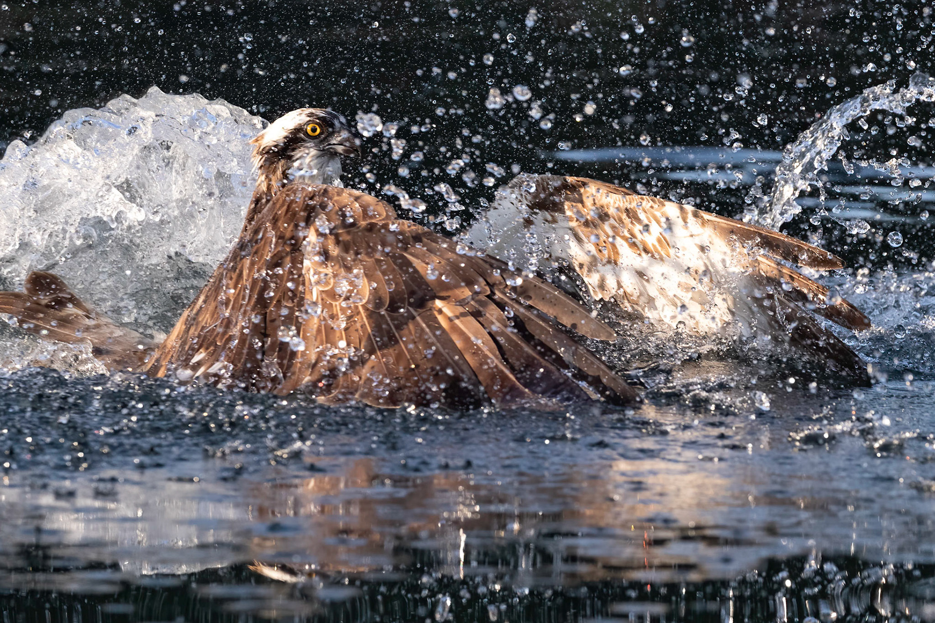 Osprey