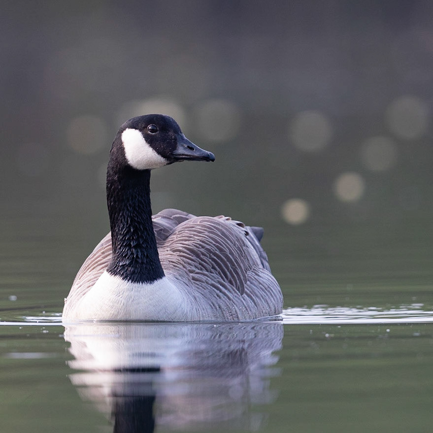 Canada Goose
