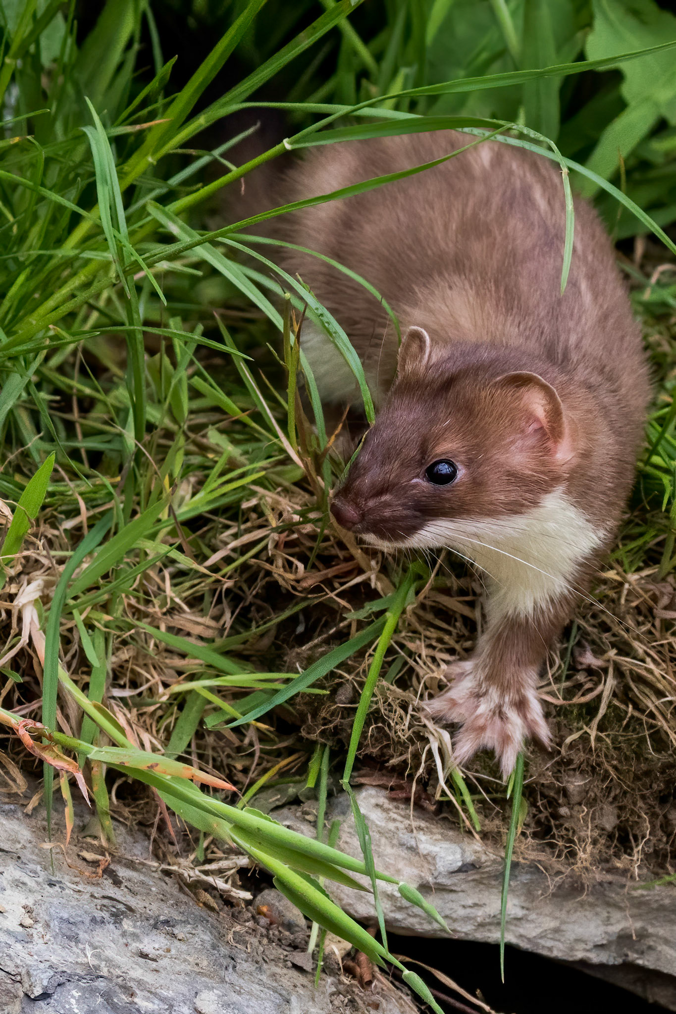 Stoat