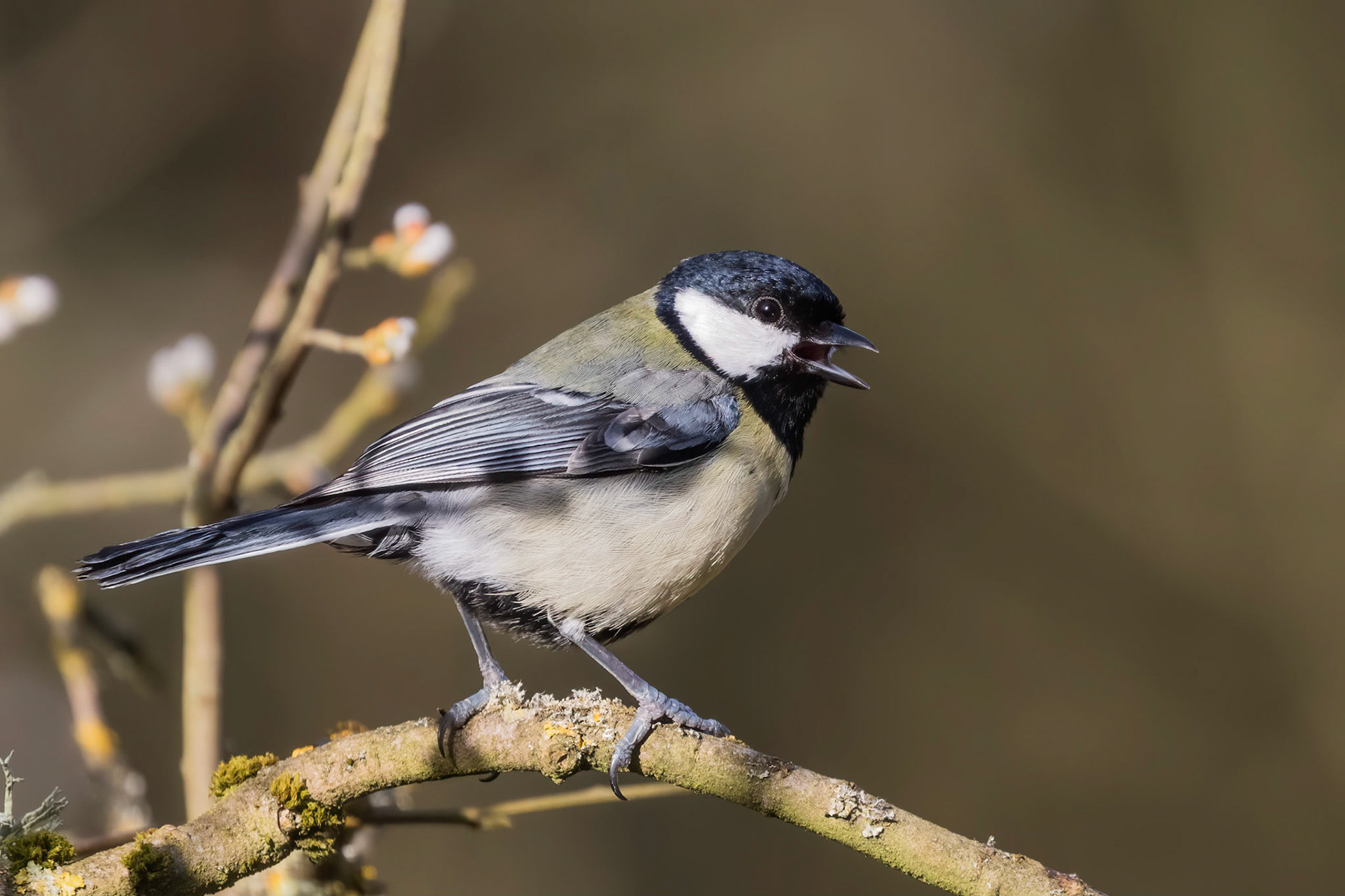 Great Tit