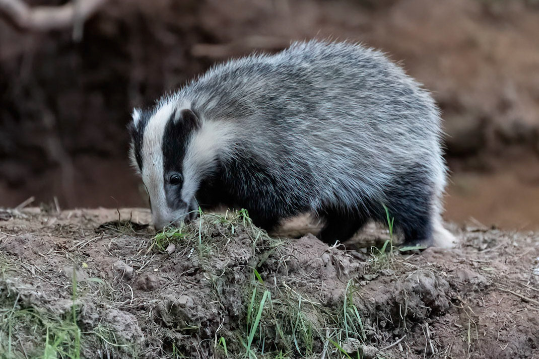 Badger