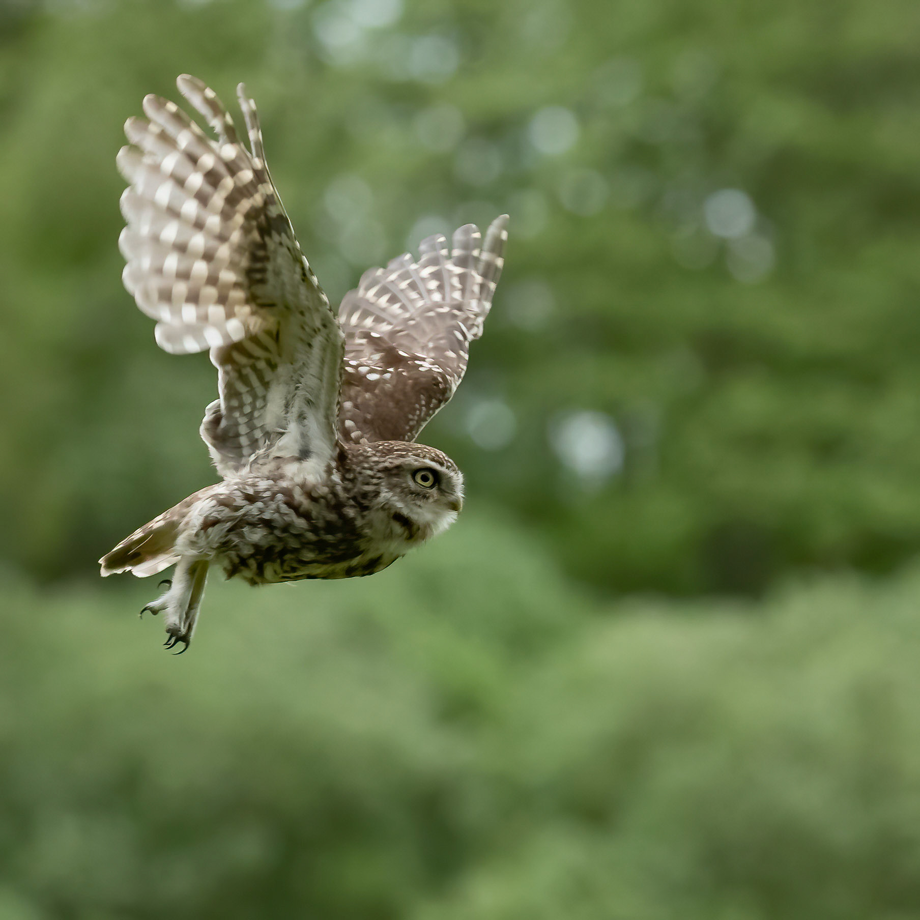 Little Owl