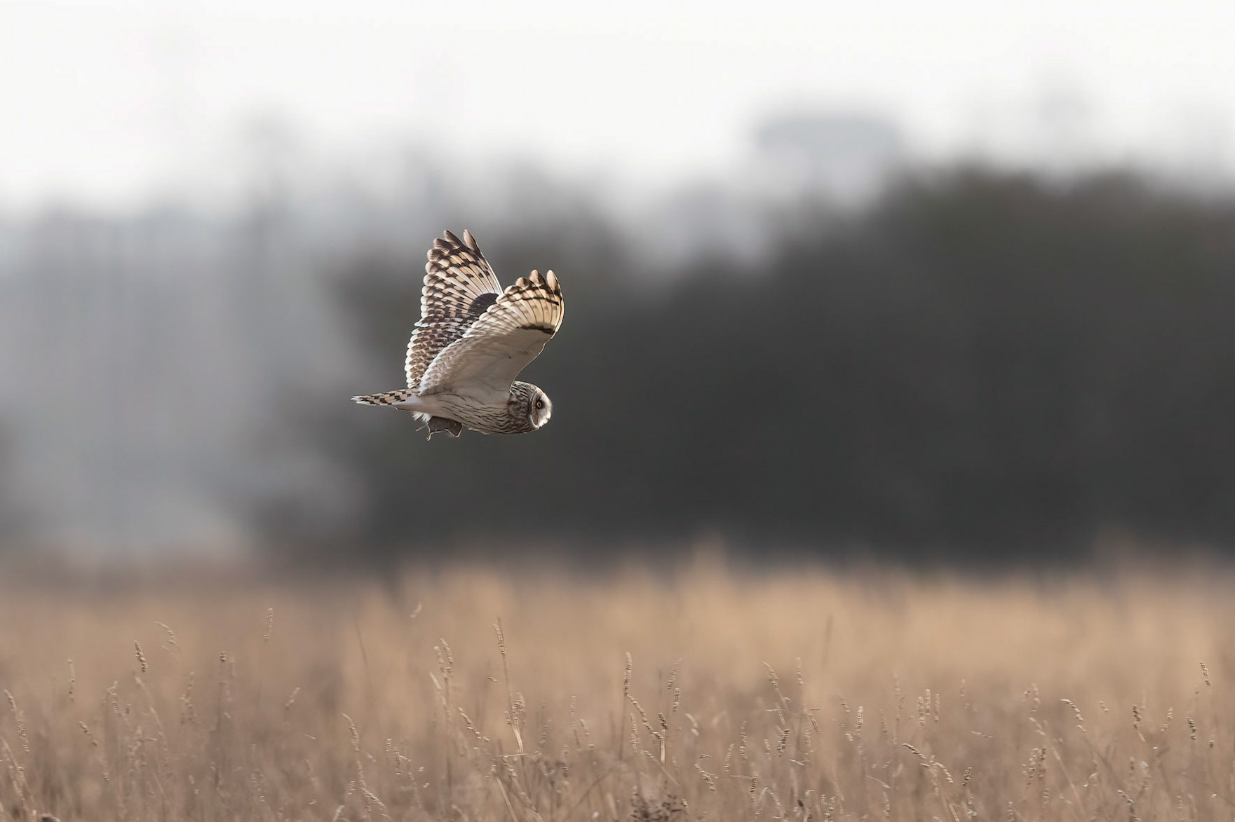 Short Eared Owl
