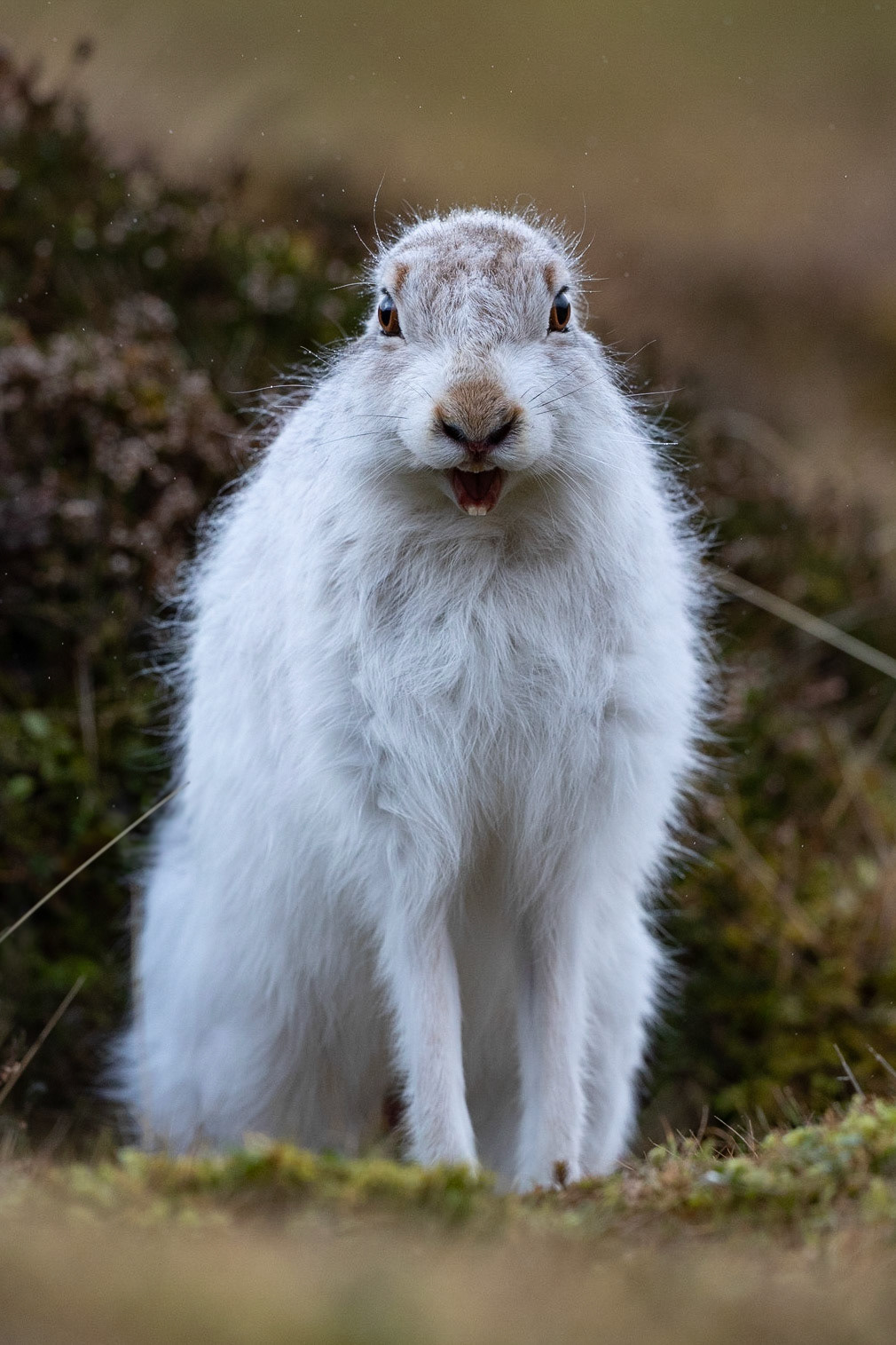 Mountain Hare