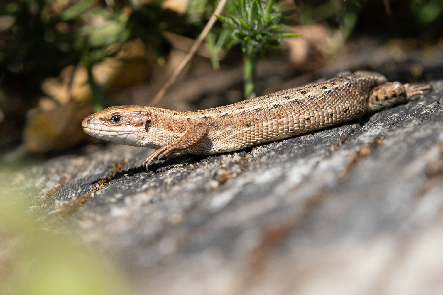 Common Lizard