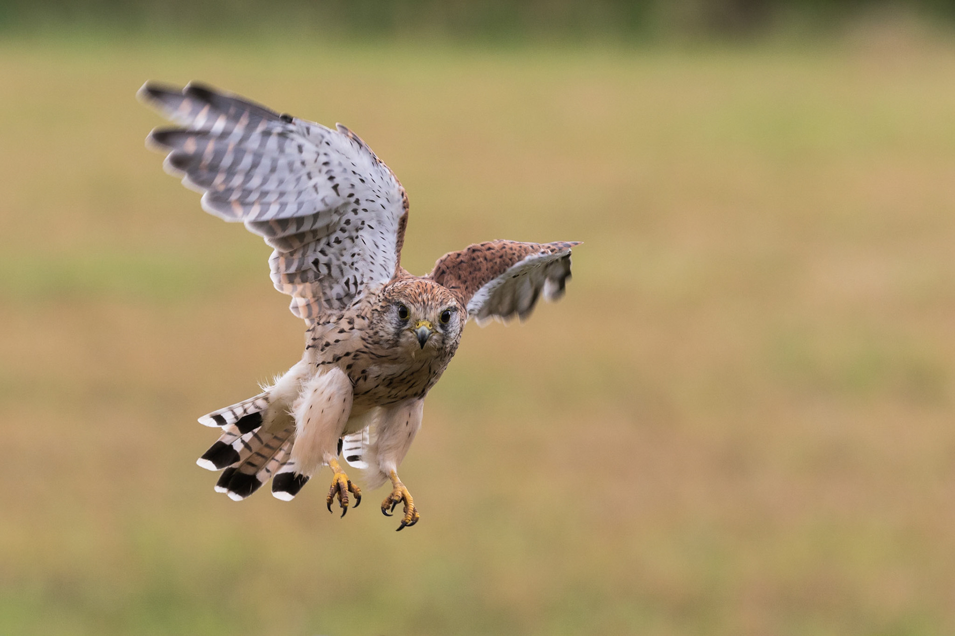 Kestrel