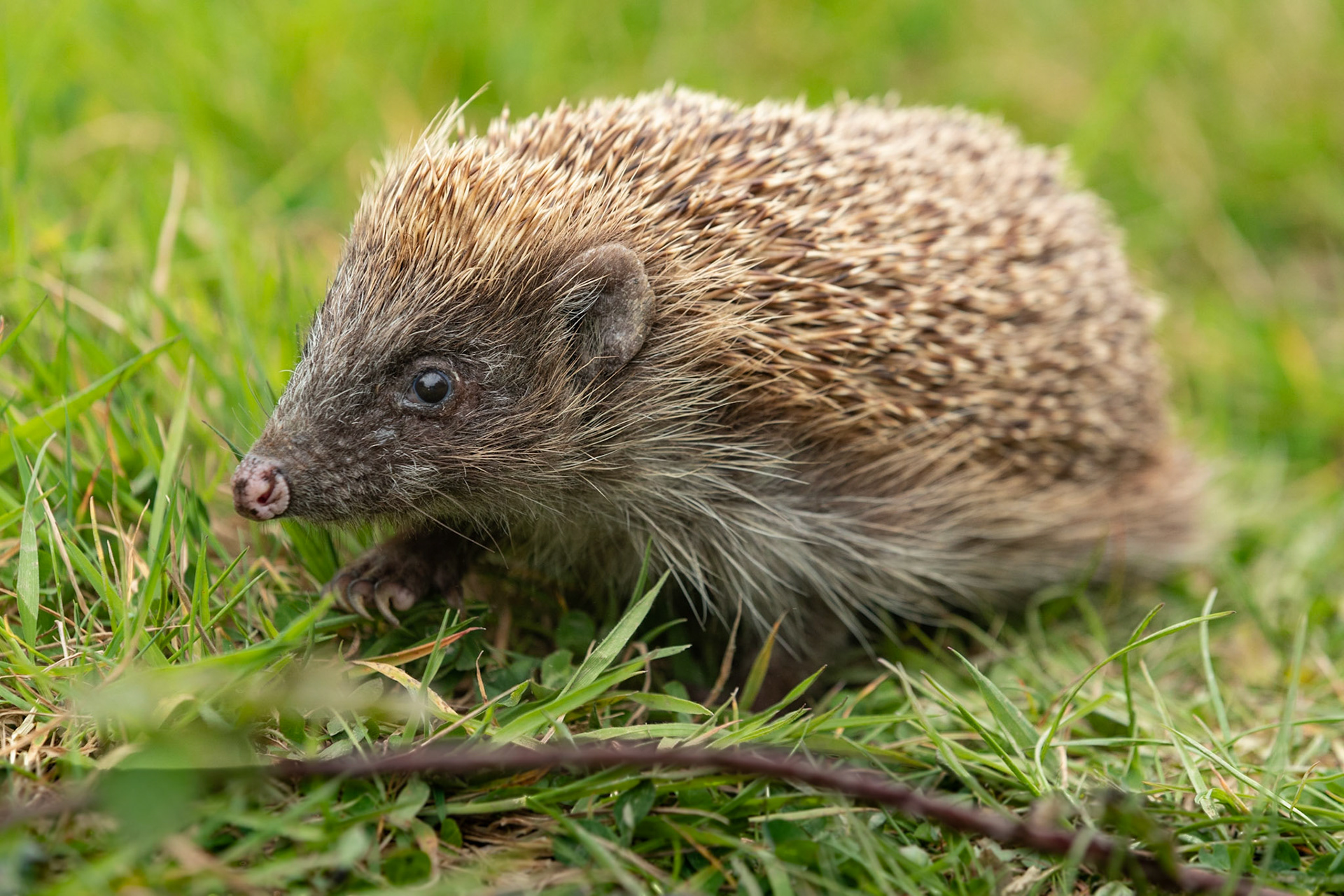 Hedgehog