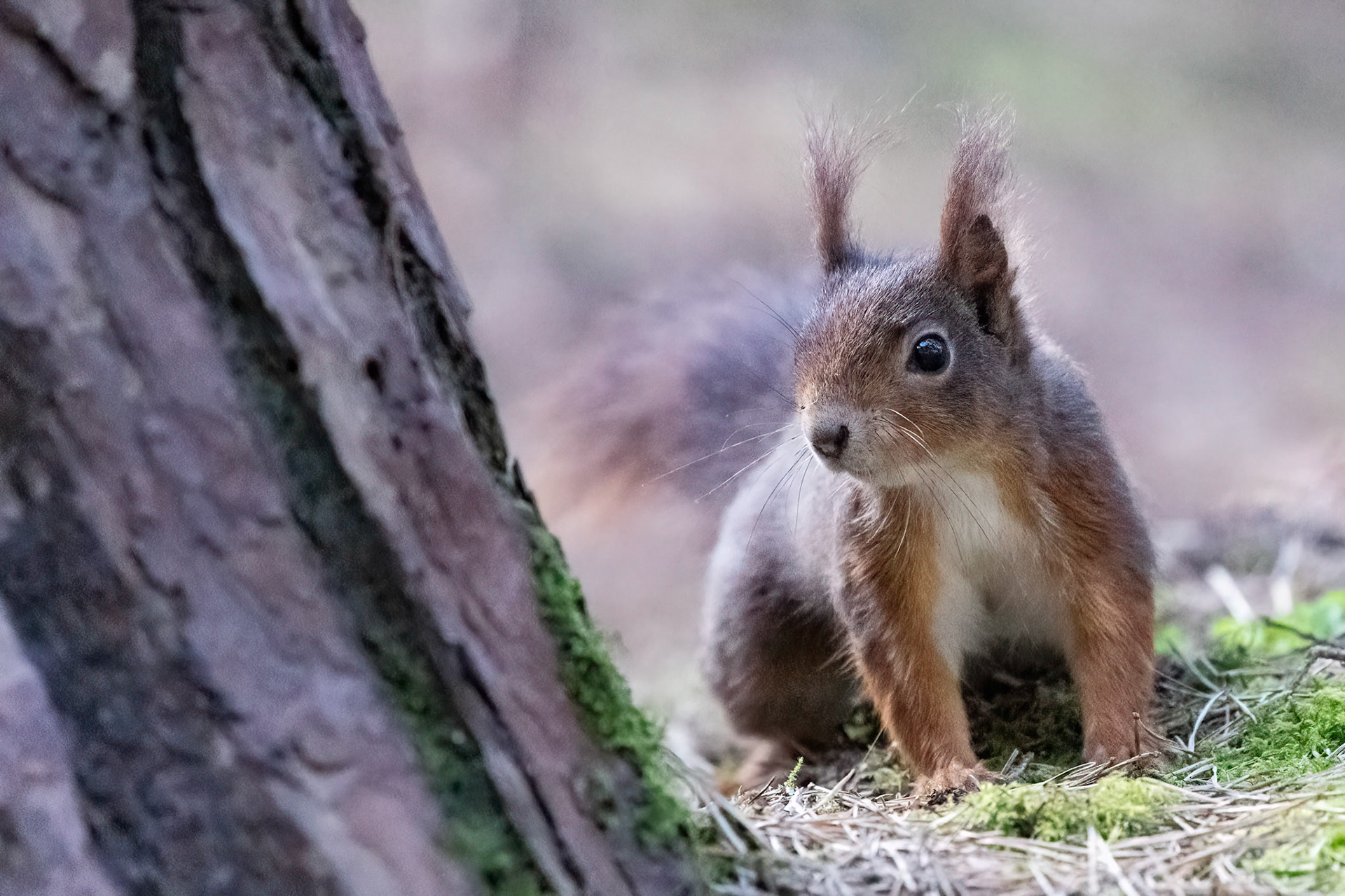 Red Squirrel