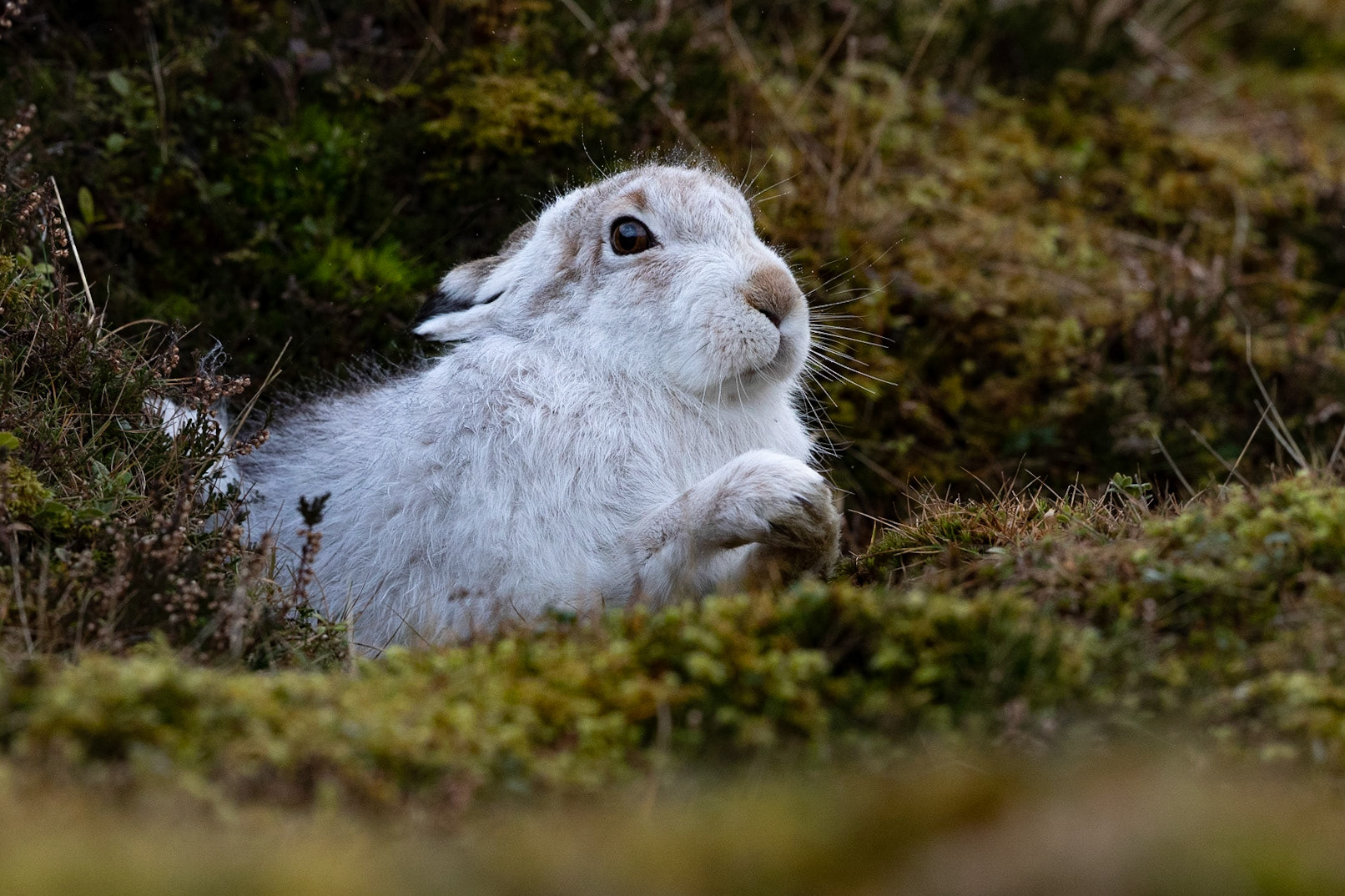 Mountain Hare