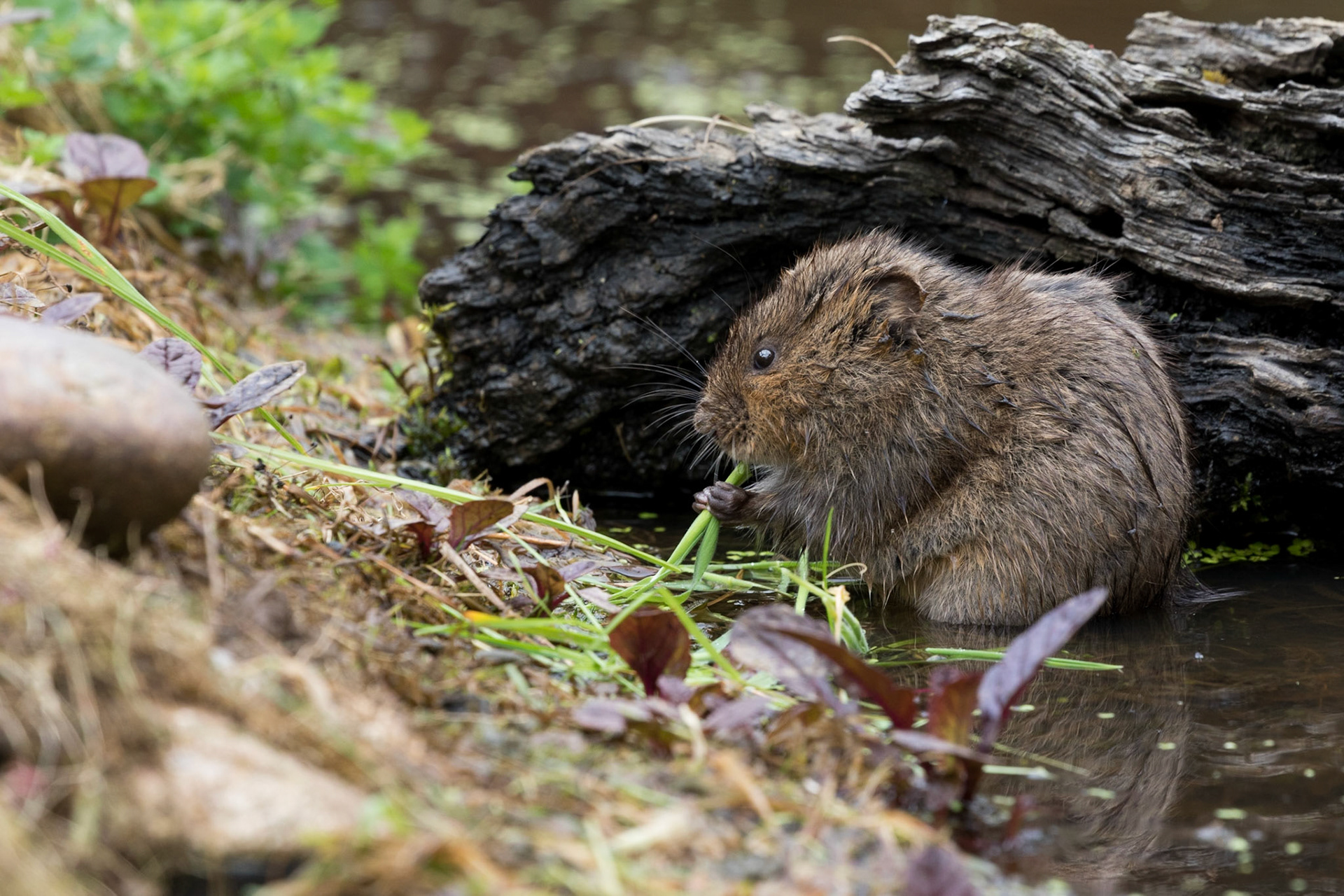 Water Vole