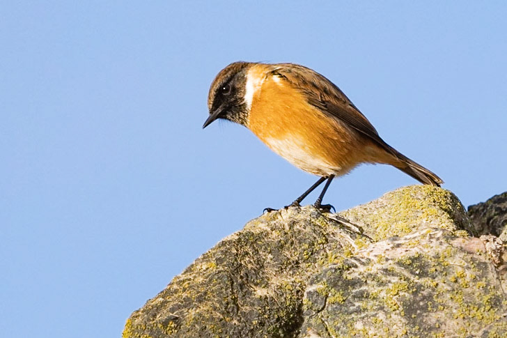 Stonechat