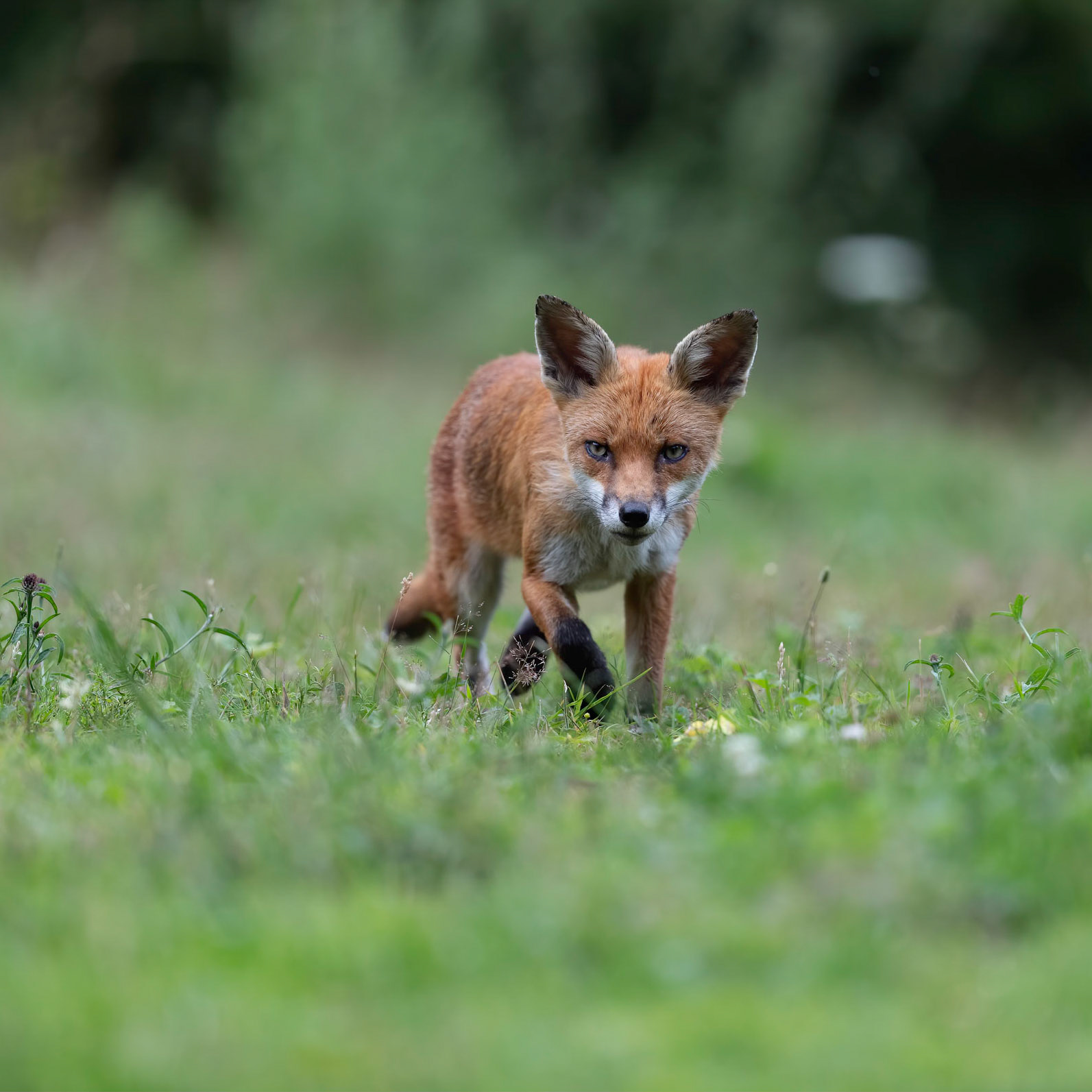 Red Fox
