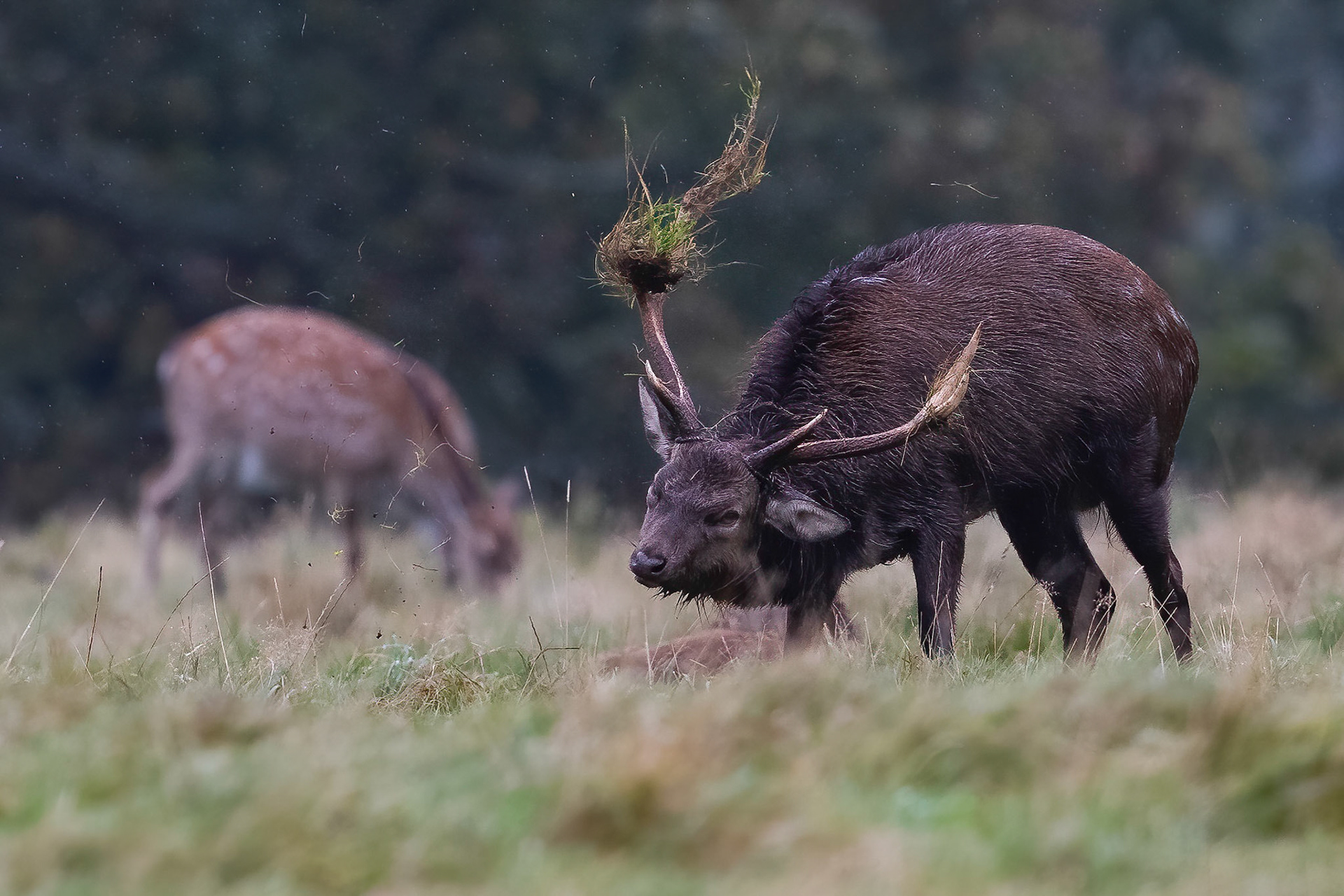 Sika Deer