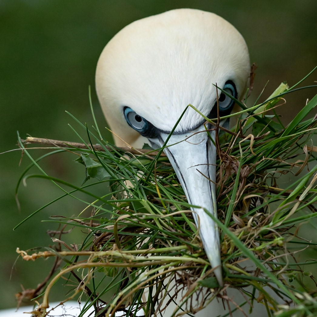 Gannet