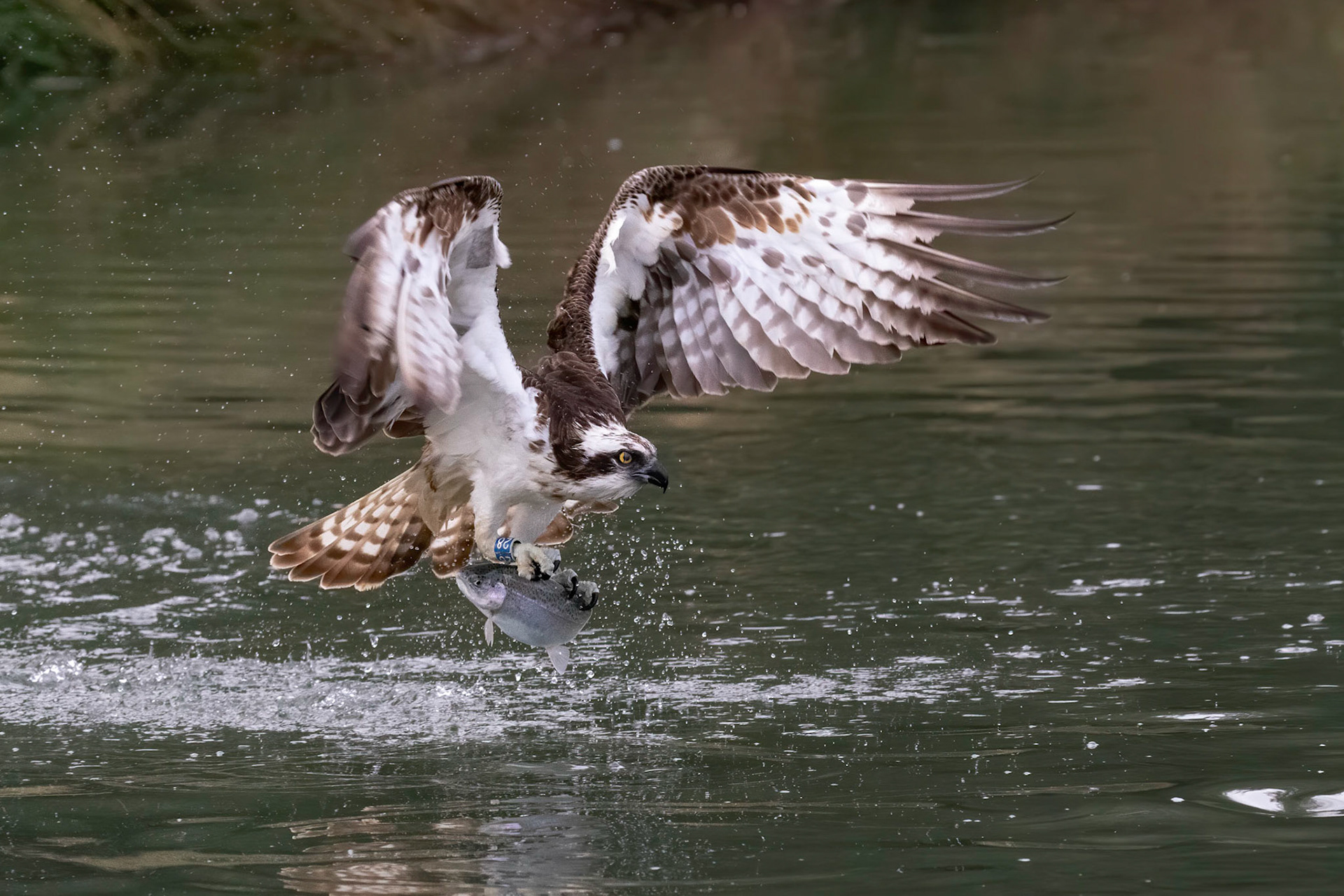Osprey