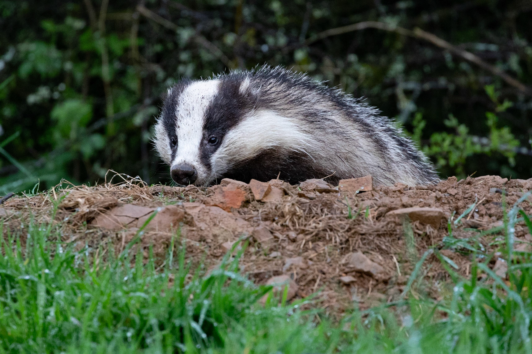 Badger
