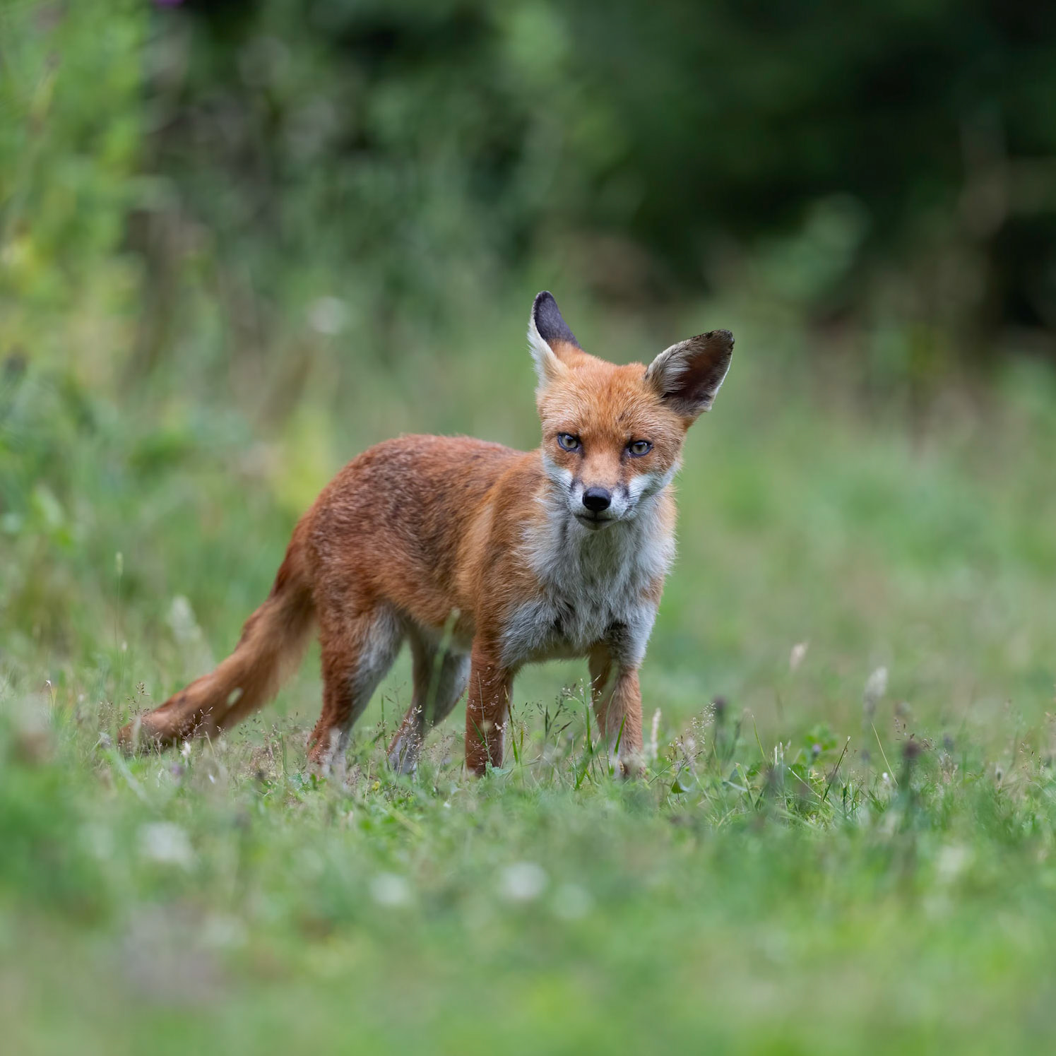 Red Fox