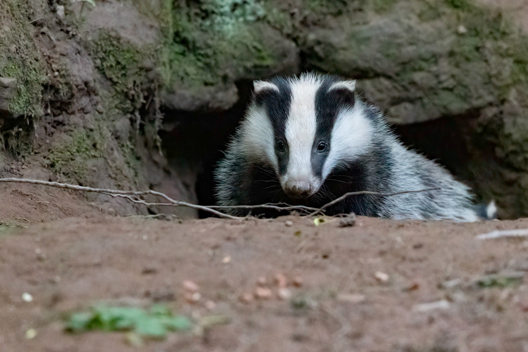 Badger