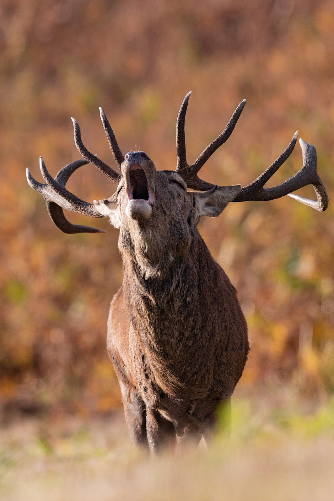 Red Deer