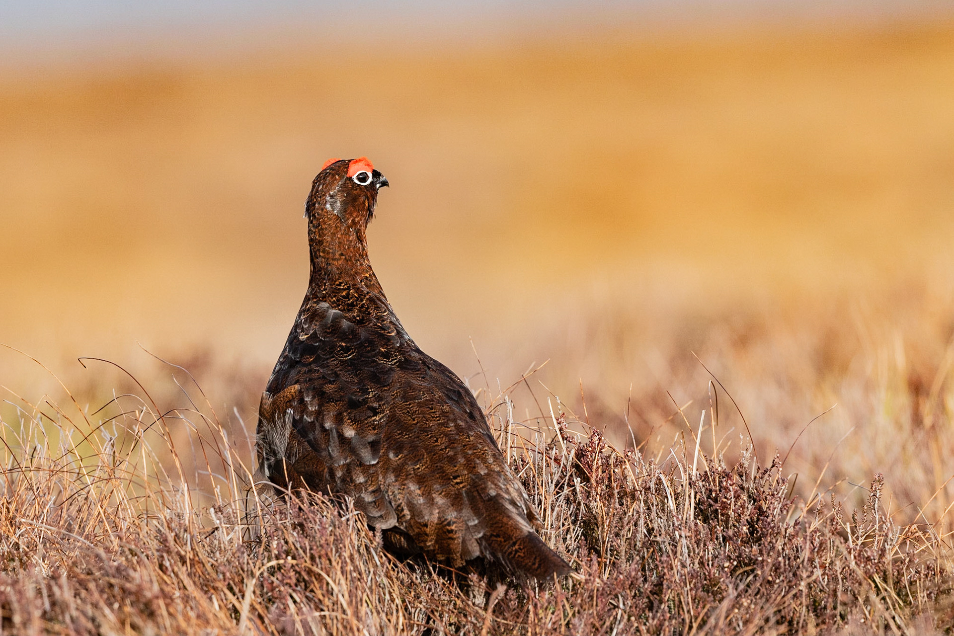 Red Grouse