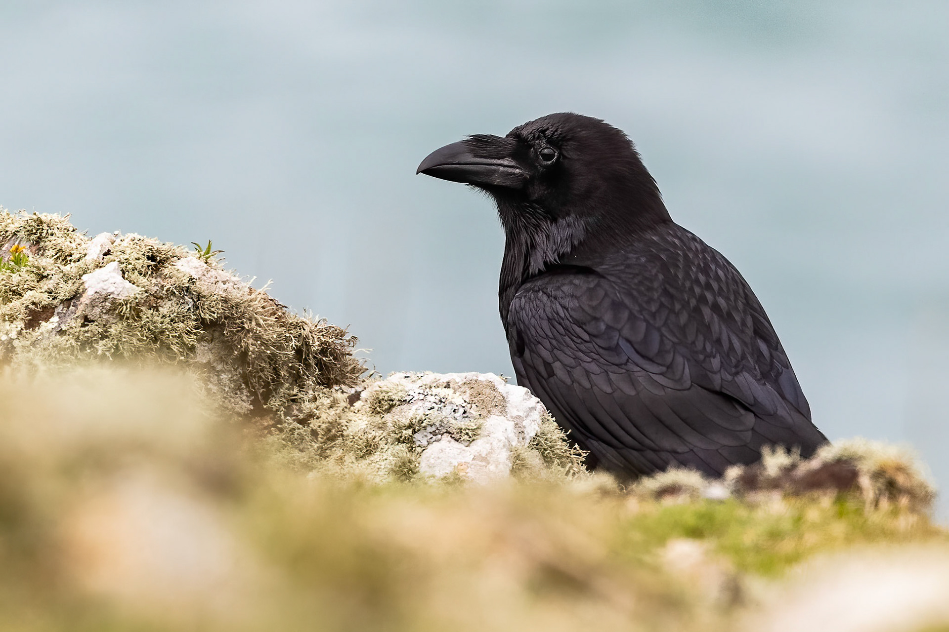 Raven