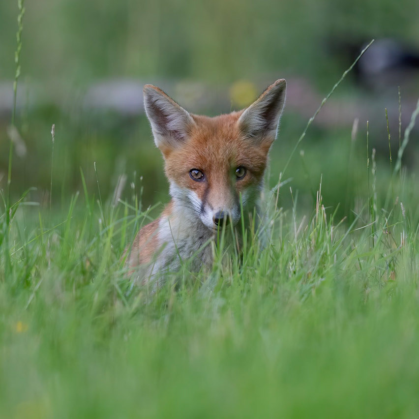 Red Fox Cub