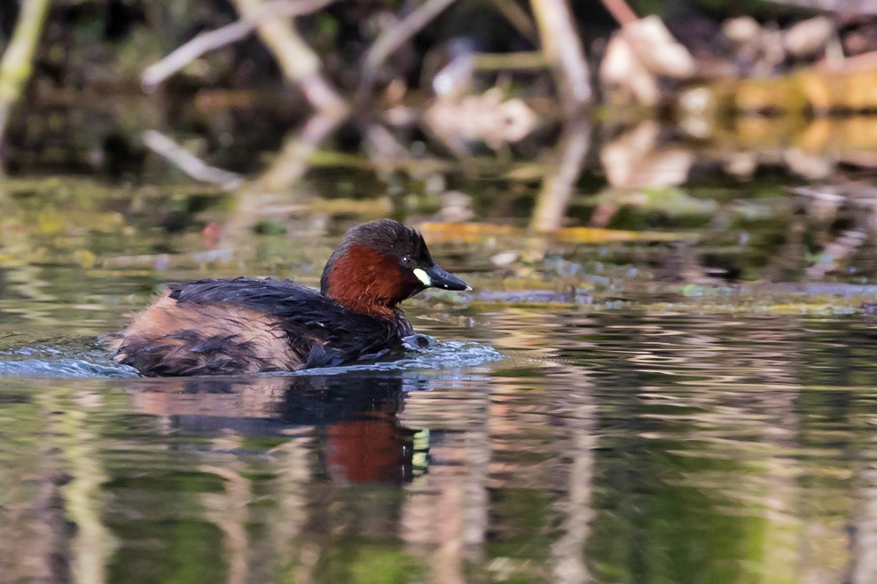 Little Grebe