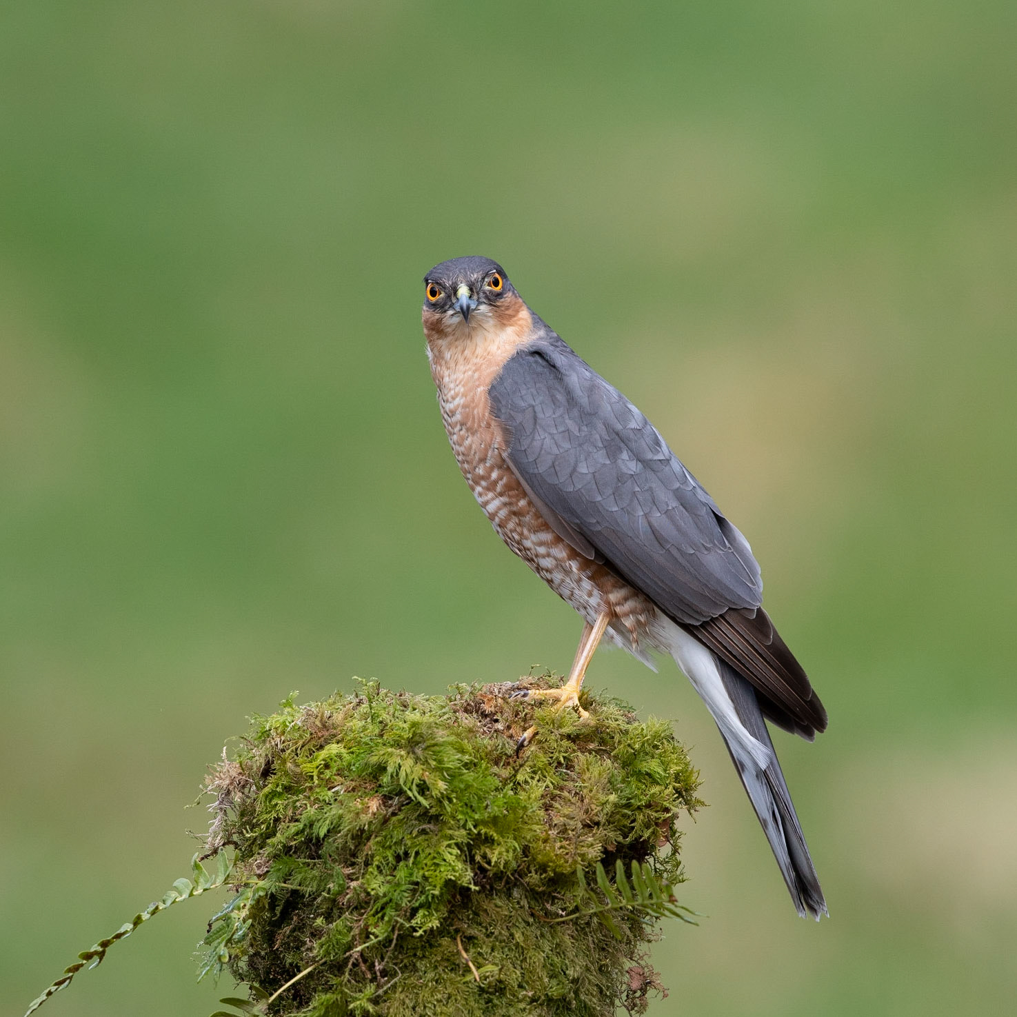 Male Sparrowhawk