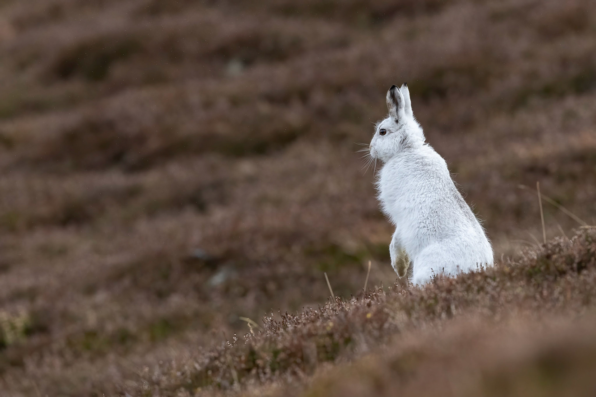 Mountain Hare
