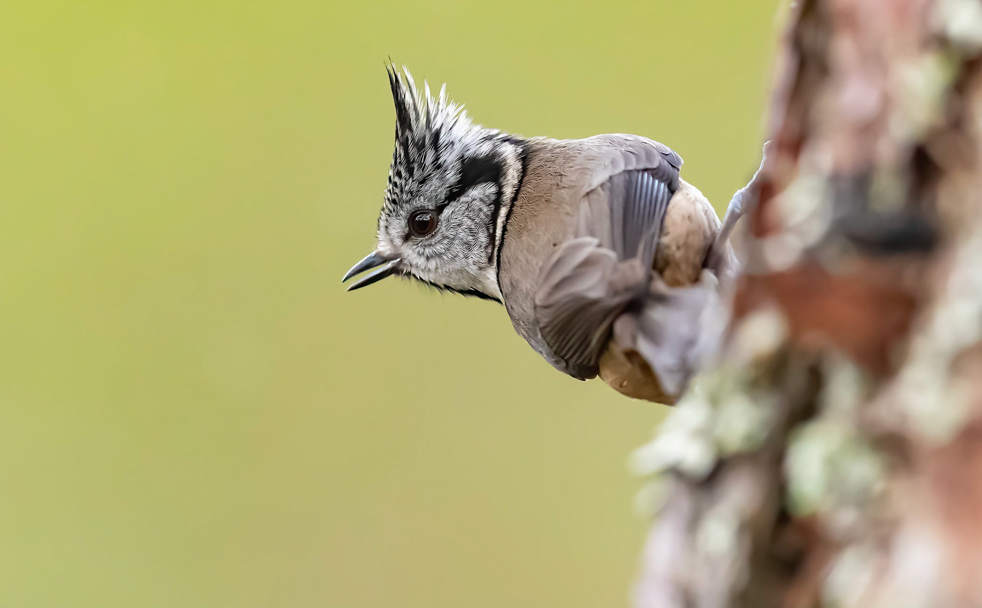 Crested Tit