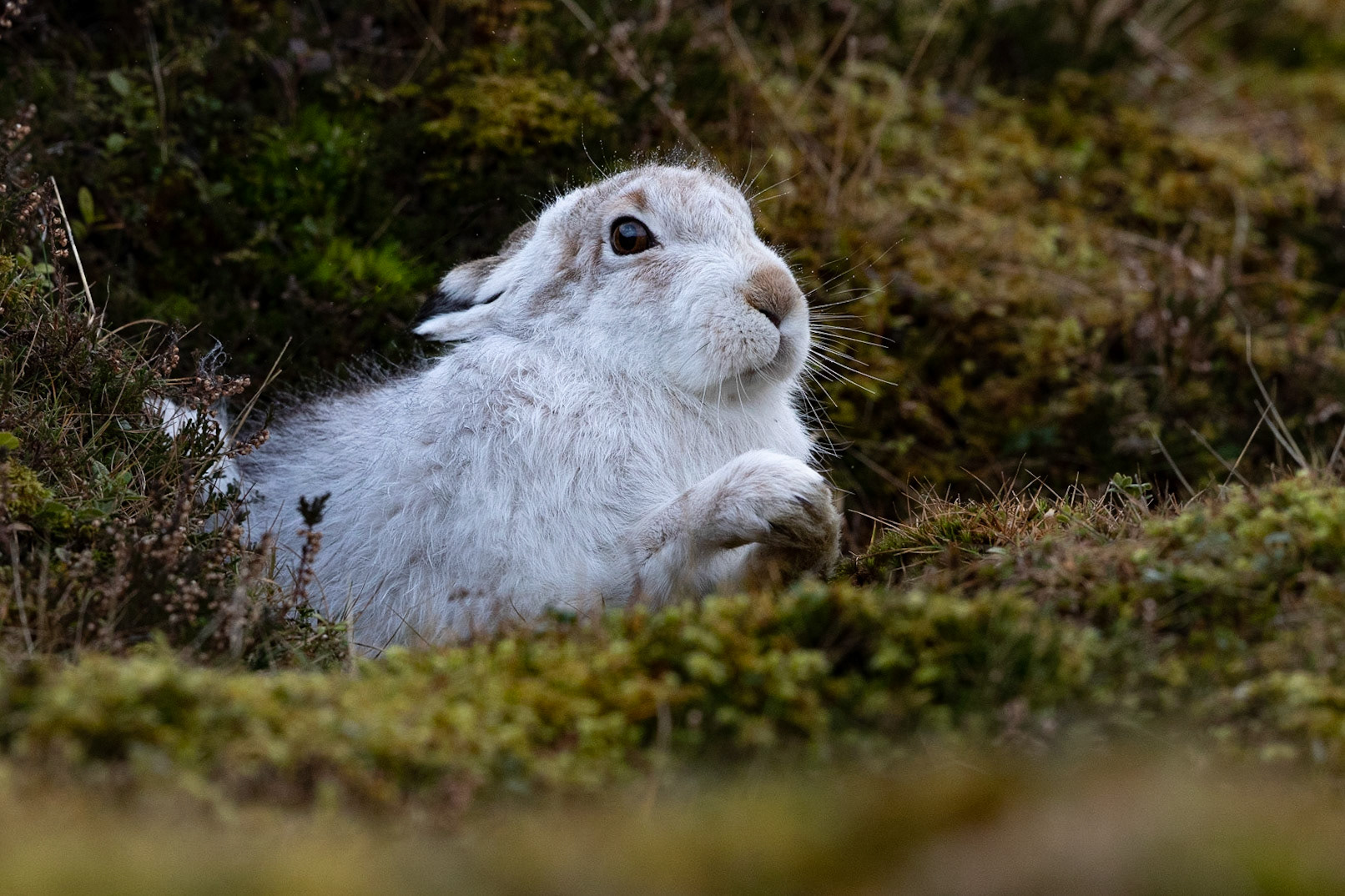 Mountain Hare